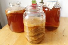 XL Organic Kombucha Scoby Starter + Tea Enzymes Probiotic fed on org Cane Sugar