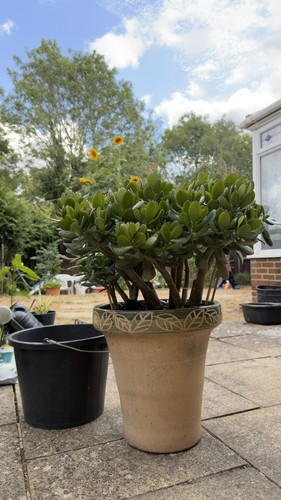 Large jade money - large, tree