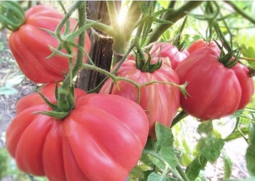 Pink tomato tall - x,