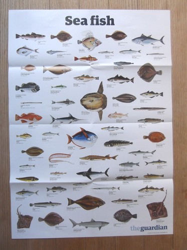 The guardian wallchart - wallchart, wall