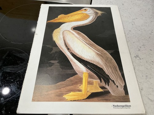 Audubon birds of - j,