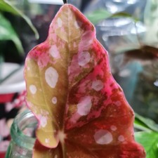 Begonia Maculata Pink