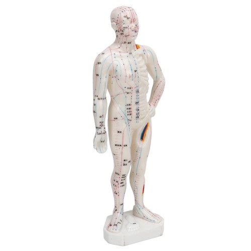 Human body acupuncture - body, model