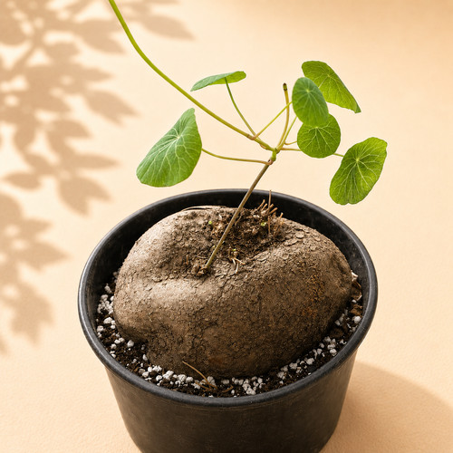 Giant stephania erecta caudex - erecta,