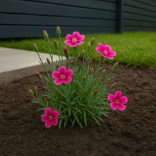 Dianthus  (chinensis) - evergreen perennial plant - 9cm pot