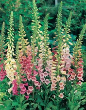 9 Stunning Foxglove Digitalis Excelsior Plants Perfect for Cottage Gardens