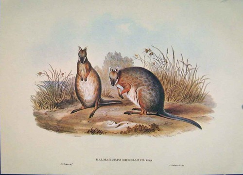 Original old antique print - old,