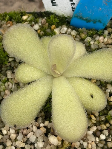 Pinguicula agnata cyclosecta - pinguicula, x