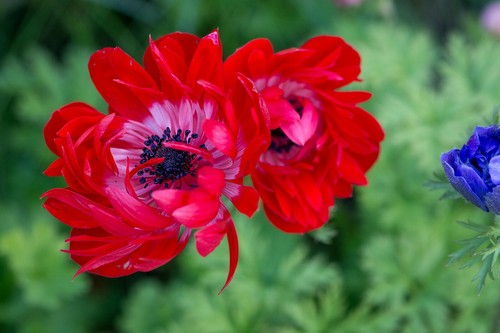 Anemone red governor st - 20,
