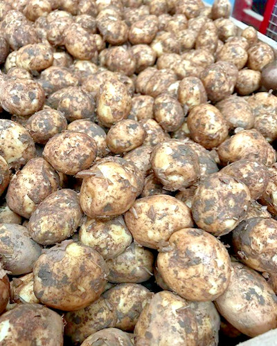 Cornish new potatoes freshly - cornish,