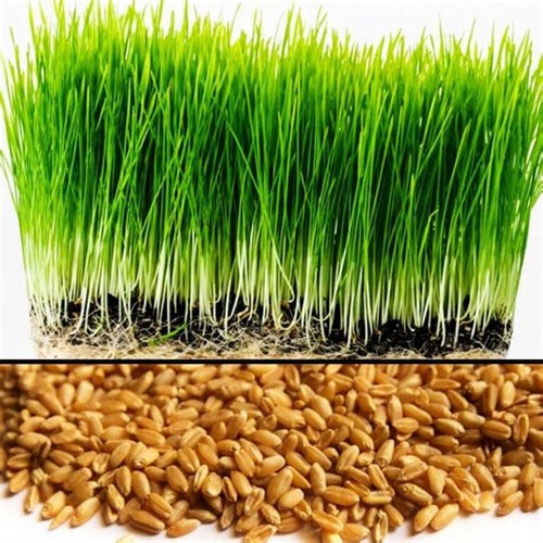 Grow your own wheatgrass - own,