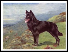 BELGIAN SHEPHERD DOG LOVELY