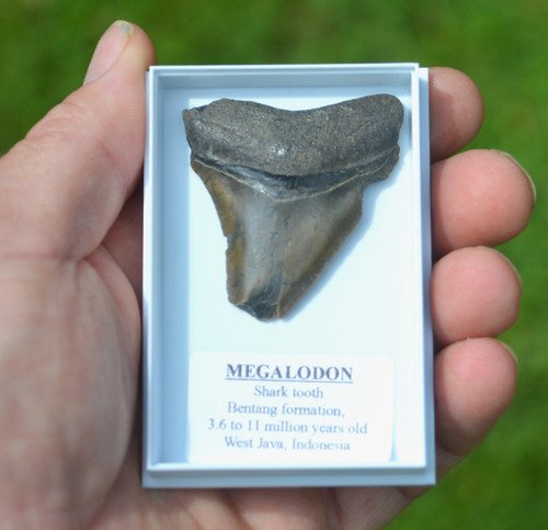 Wow genuine megalodon - megalodon, shark
