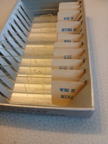 Tasco prepared slides insects - slides,