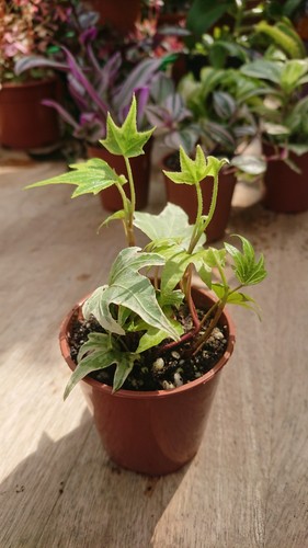 Variegated ivy hedera helix - ivy, |
