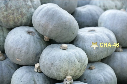 Winter squash crown prince - crown,