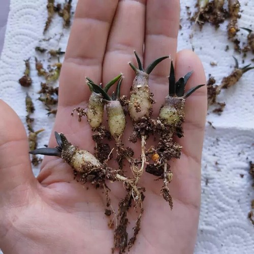 10pcs 2cm succulent cactus - 10pcs,