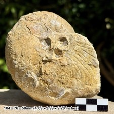 RARE: Paracymatoceras hillii