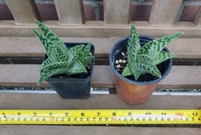 Aloe variegata. Young plant. 2-3in high. 7 or 9cm pot.