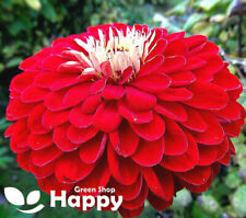 ZINNIA DAHLIA RED SCARLET FLAME - 220 SEEDS - Giant - Zinnia elegans - Flower