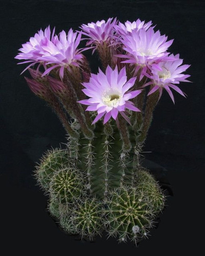 Easter lilly cactus - lilly,