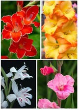 40 Gladioli Nanus COLLECTION