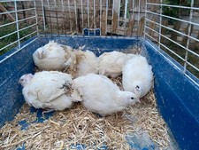 🪭 🅱️est option 🐤9