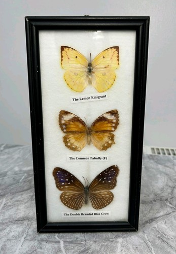 Taxidermy butterflies framed - butterflies, 3