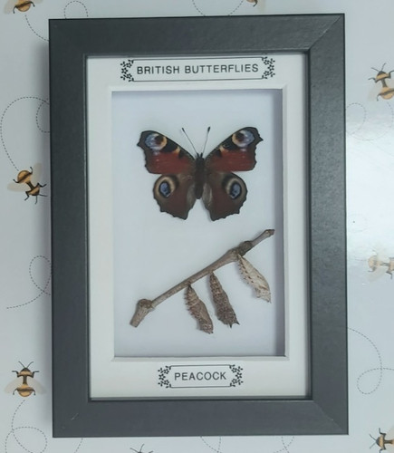 Taxidermy real framed british - real,