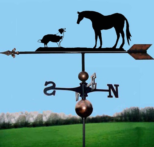 Horse border collie dog - &,