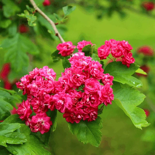 Crataegus pauls scarlet - pauls,