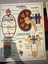 Medical posters from the 1940s