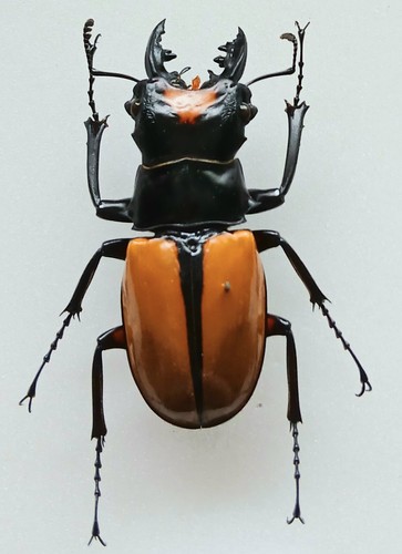 Odontolabis lacordairei large - odontolabis,