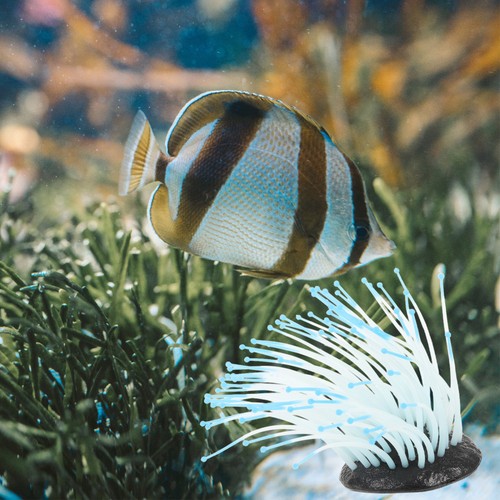 Luminous anemone coral - ,