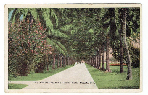 Australian pine walk palm - pine,
