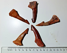 LARGE 6-7cm Grade B