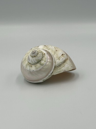 Large polished silver - silver, mouth