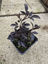 Sambucus nigra Black Beauty