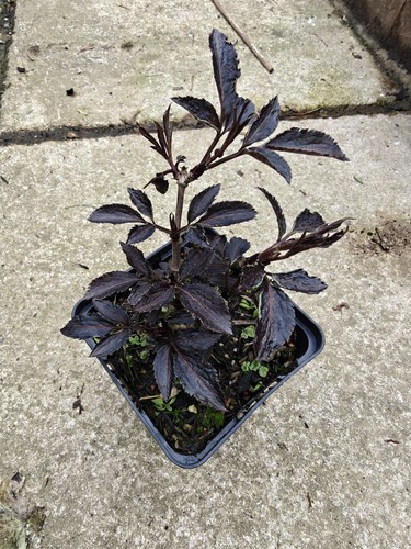 Sambucus nigra black beauty - sambucus,