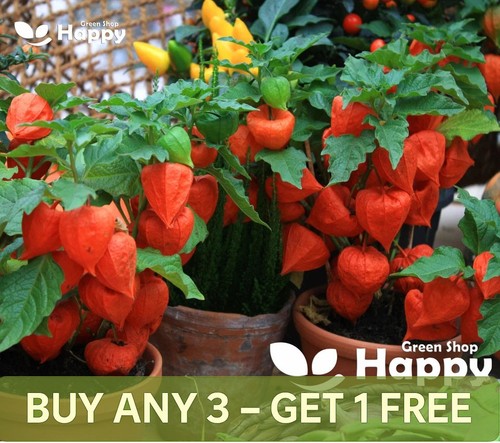 Vegetable seeds cape - vegetable,