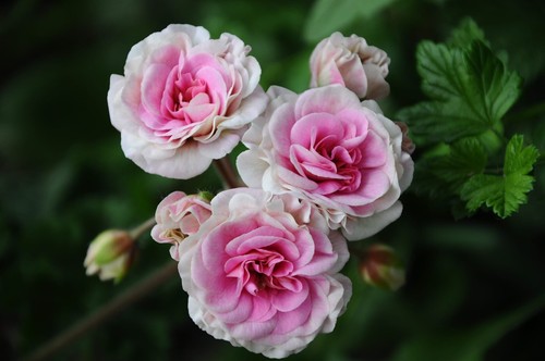 Pelargonium lia bereginya - lia,