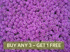 ALYSSUM ROYAL CARPET - 1600