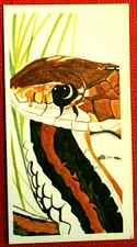 SAN FRANCISCO GARTER SNAKE   Illustrated Wildlife Card  GE03M