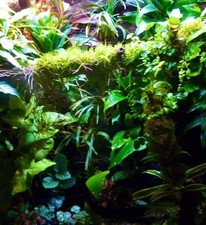 Terrarium vivarium decor kit - terrarium,