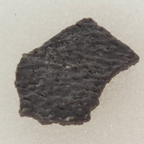 Hadrosaur egg shell - shell,