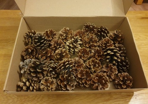 Pine cones for table - pine,