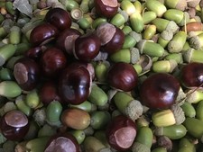 Ultimate Squirrel Food 1.75 kg approx Oak Acorn -Horse Chestnut - peanut mix