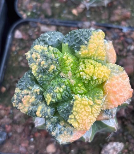 Live house plant ariocarpus - plant,
