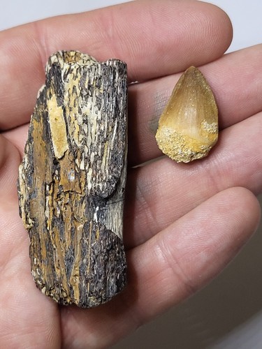 Rare mosasaur tooth jaw - rare, &