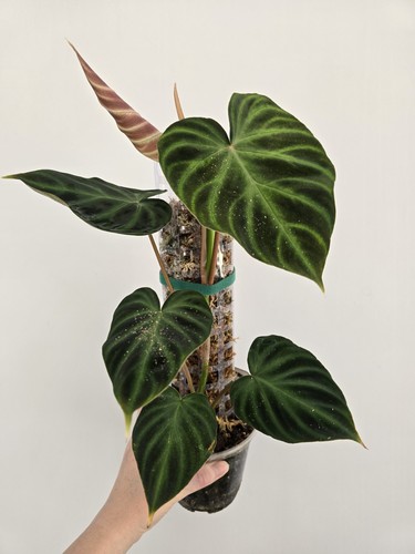 Philodendron verrucosum - philodendron,